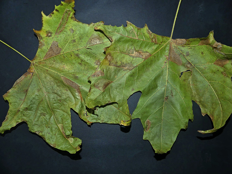 Lithocolletis (Phyllonorycter) platani